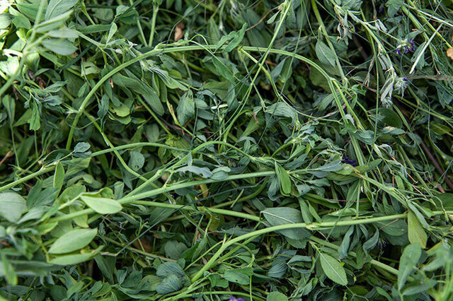 Alfalfa Hay.jpg